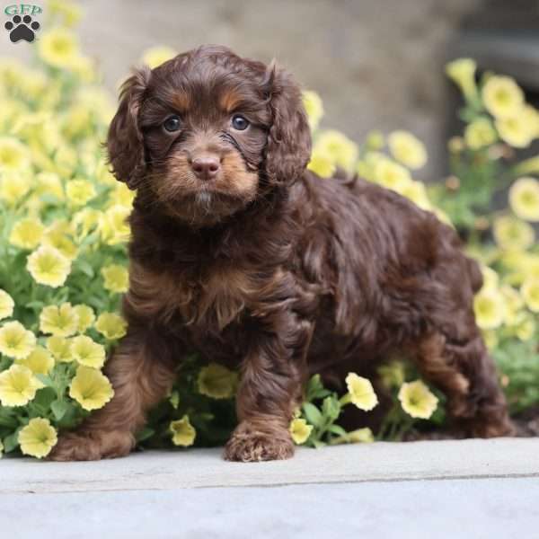 Bunny, Cavapoo Puppy